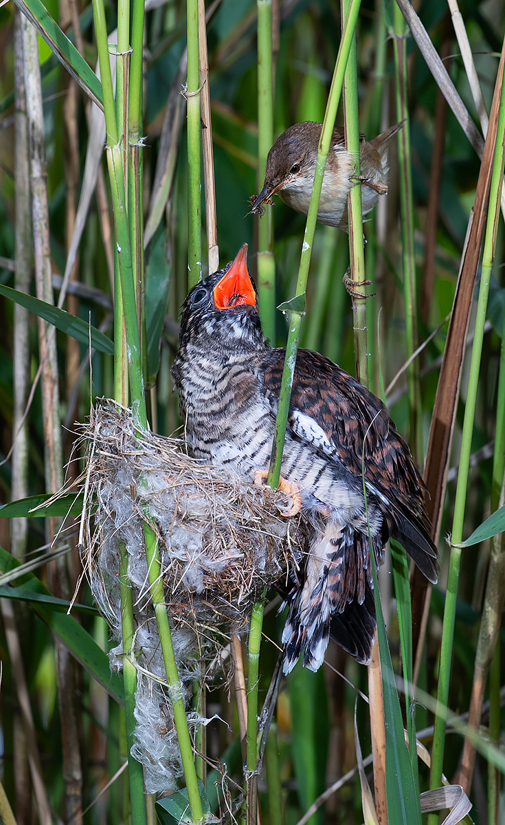 REED WARBLER FEEDING PARASITE CUCKOO CHICK NO 2